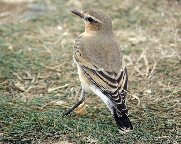 wheatear
